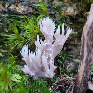 Meet your Posher, Mélissa